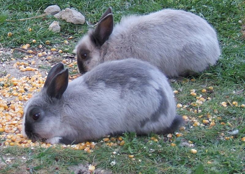 lapins