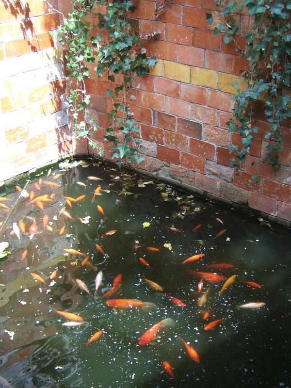 bassinpoissons
