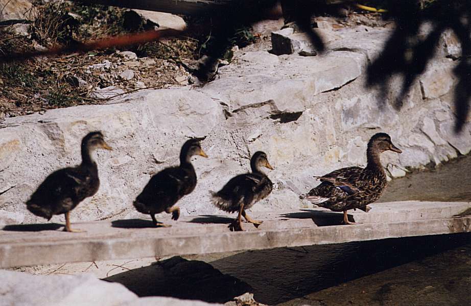 canards