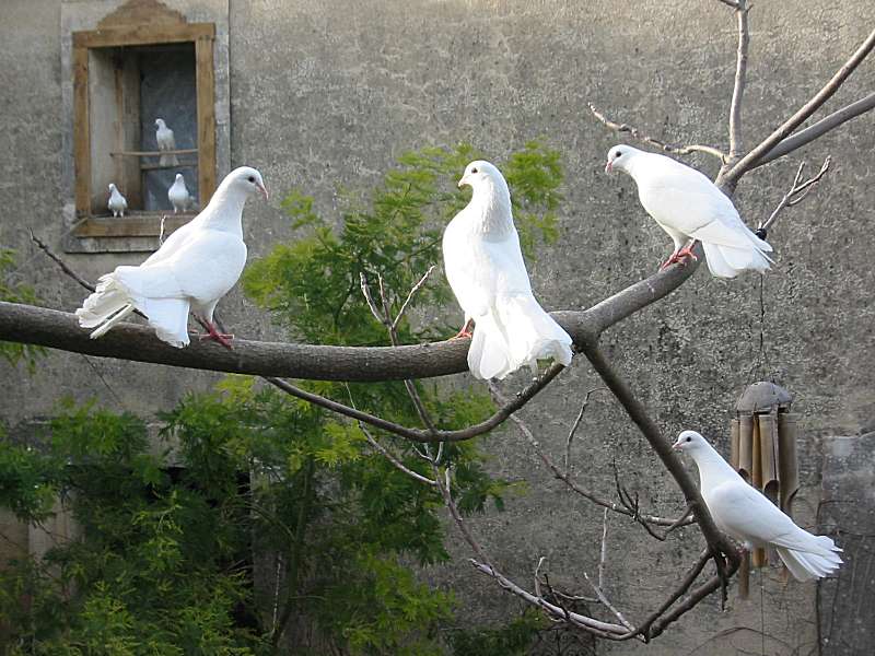 pigeons